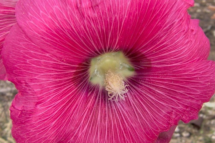 Image of hollyhock