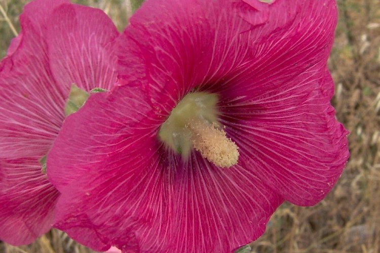 Image of hollyhock