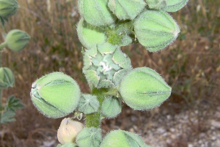 Image of hollyhock