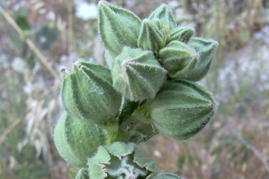 Image of hollyhock