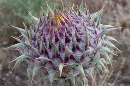 Image of Illyrian cottonthistle