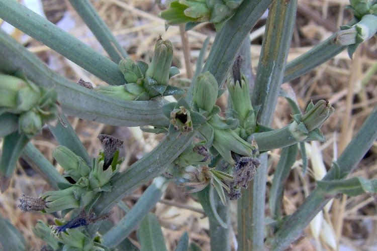 Cichorium intybus (rights holder: 2005 Luigi Rignanese)