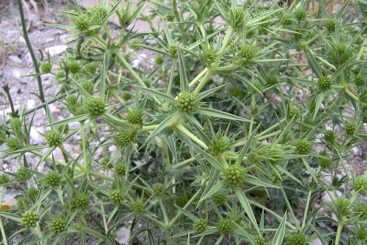 Eryngium campestre L. resmi