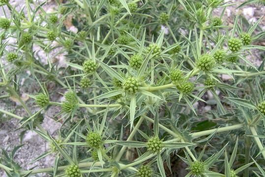 Image of field eryngo