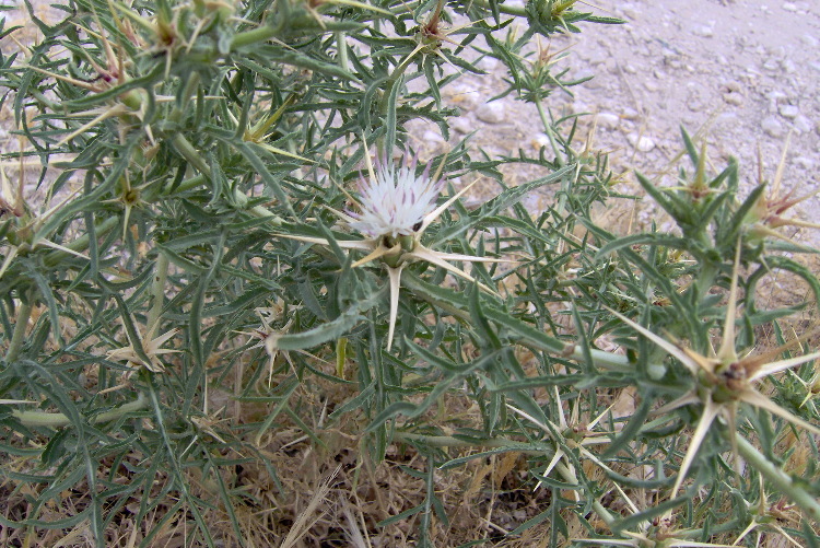 Image of red star-thistle