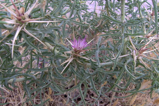 Image of red star-thistle