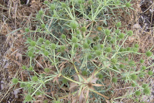 Eryngium campestre L. resmi