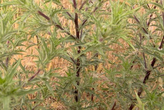 Carlina corymbosa L. resmi