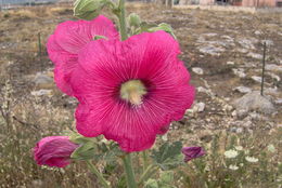 Image of hollyhock