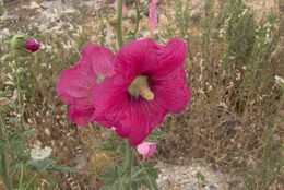 Image of hollyhock