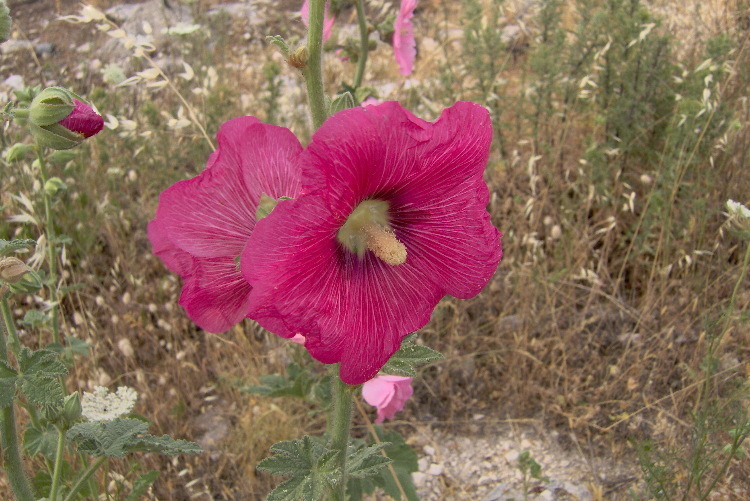 Image of hollyhock