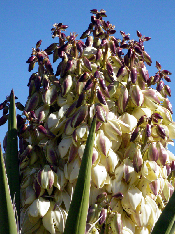 Image of Mojave yucca