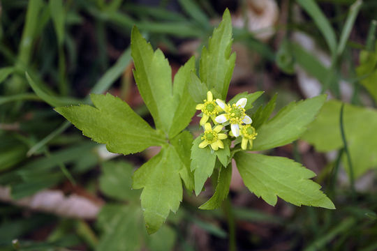 Image of blisterwort