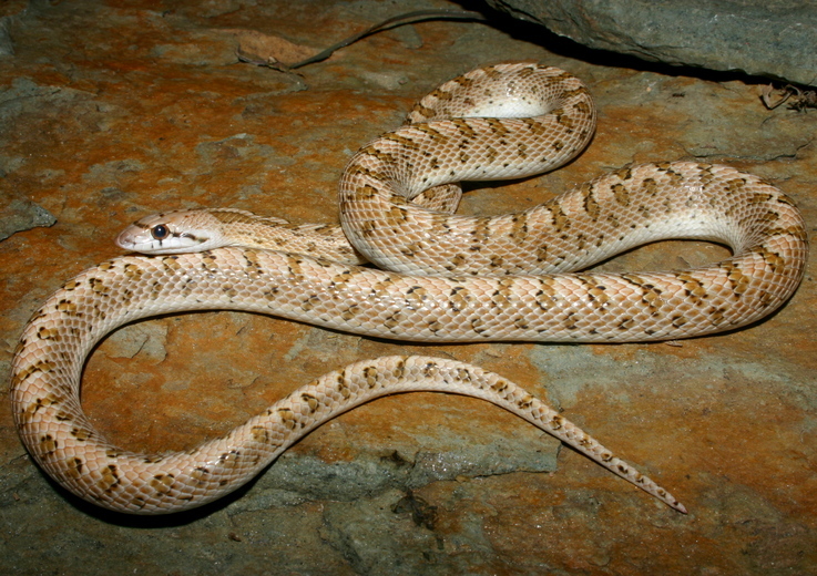 Image of Glossy Snake