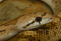 Image of Glossy Snake