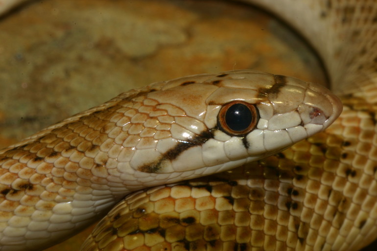 Image of Glossy Snake