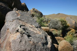 Image of Common Chuckwalla