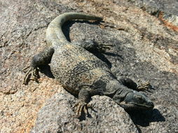 Image of Common Chuckwalla