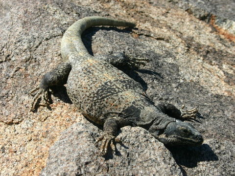 Sivun Chuckwalla kuva