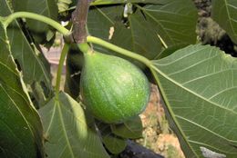 Image of Fig