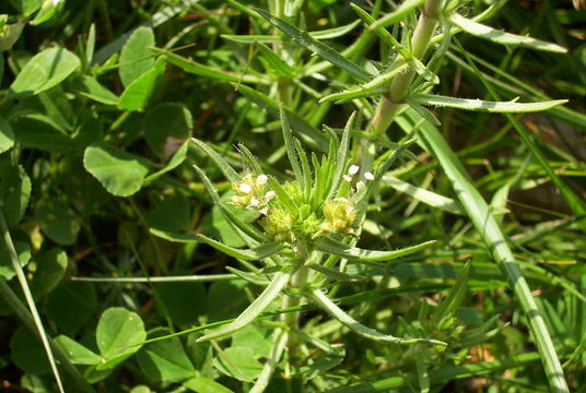 Image of glandular plantain