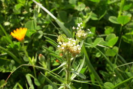 Image of glandular plantain