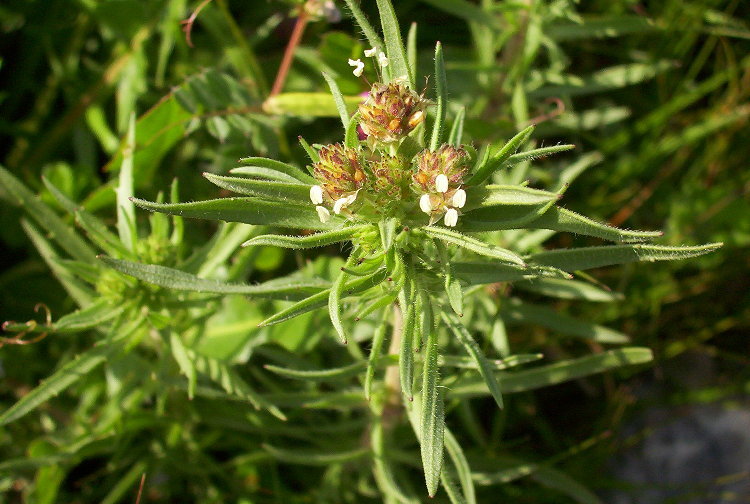 Image of glandular plantain