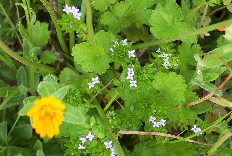 Image of blue field madder