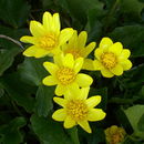 Image of <i>Ranunculus ficaria</i>