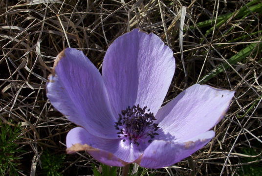 Image of lilies-of-the-field