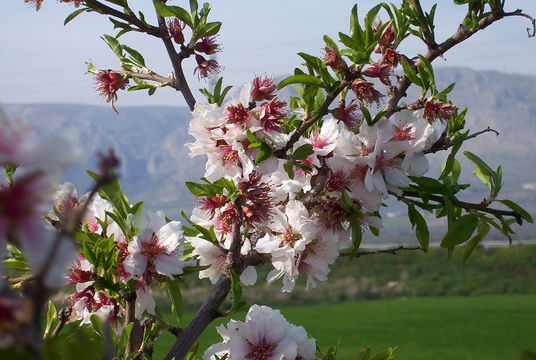 Imagem de Prunus dulcis (Mill.) D. A. Webb