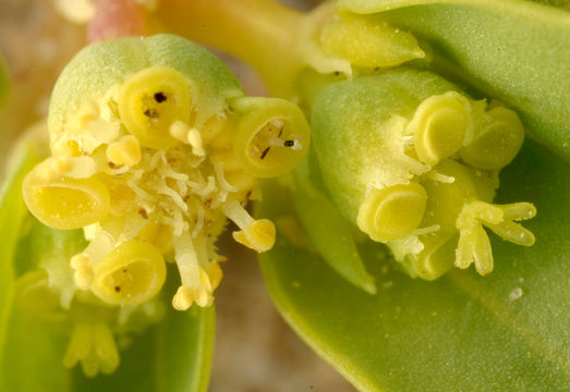 Imagem de Euphorbia ocellata subsp. arenicola (Parish) Oudejans