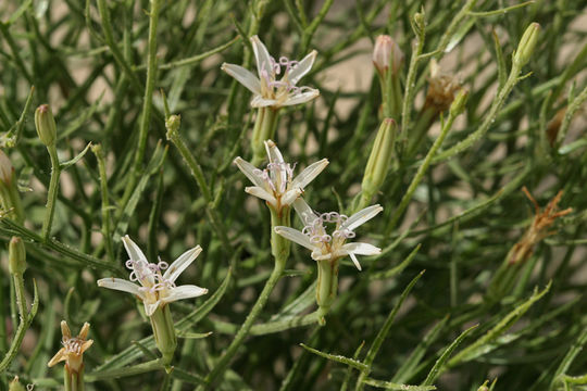 صورة Chaetadelpha wheeleri A. Gray