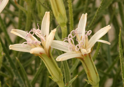 Image of Wheeler's skeletonweed