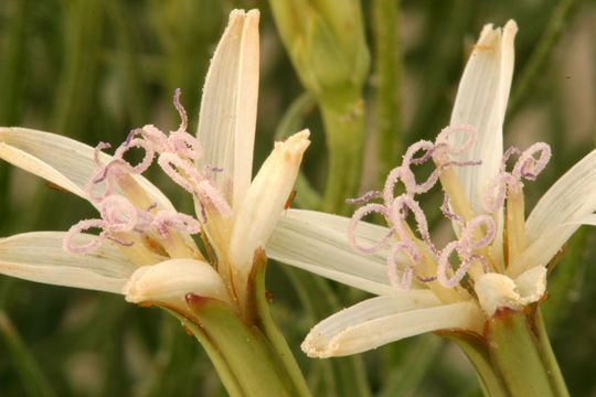 صورة Chaetadelpha wheeleri A. Gray