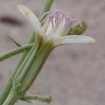 Image of Wheeler's skeletonweed