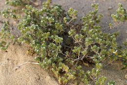 صورة <i>Cryptantha micrantha</i>