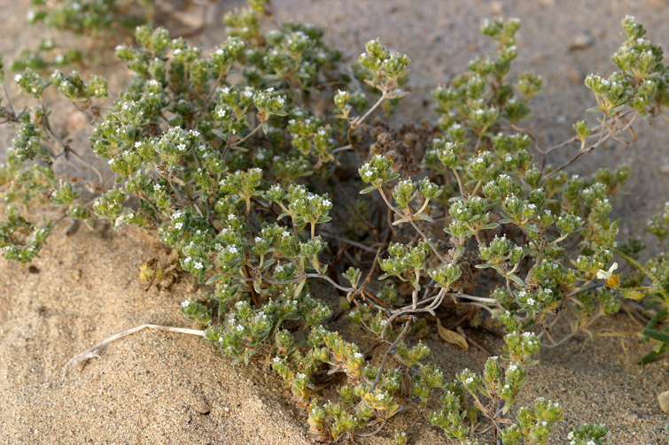 صورة <i>Cryptantha micrantha</i>