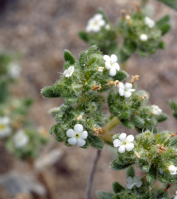 صورة <i>Cryptantha micrantha</i>