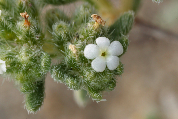 صورة <i>Cryptantha micrantha</i>