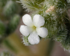 صورة <i>Cryptantha micrantha</i>