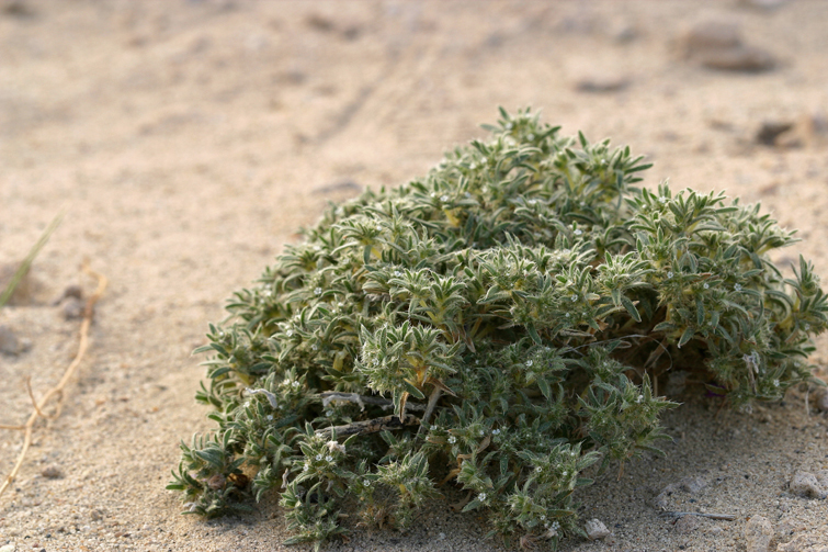 Image of <i>Cryptantha circumscissa</i>