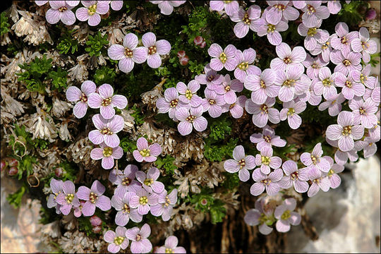 Plancia ëd Petrocallis pyrenaica (L.) W. T. Aiton