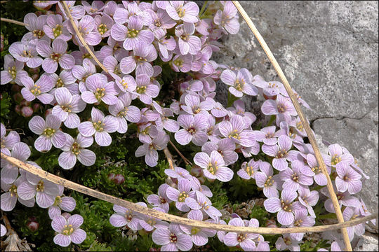 Image of Petrocallis pyrenaica (L.) W. T. Aiton