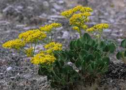 Image of Seven River Hills buckwheat