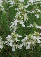 Teucrium laciniatum Torr.的圖片