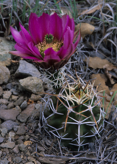 Image de <i>Echinocereus fendleri</i> var. <i>kuenzleri</i>