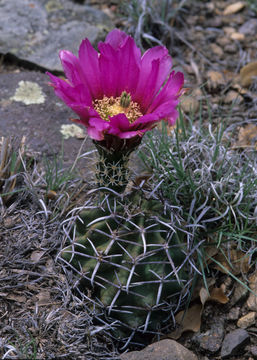 Image de <i>Echinocereus fendleri</i> var. <i>kuenzleri</i>