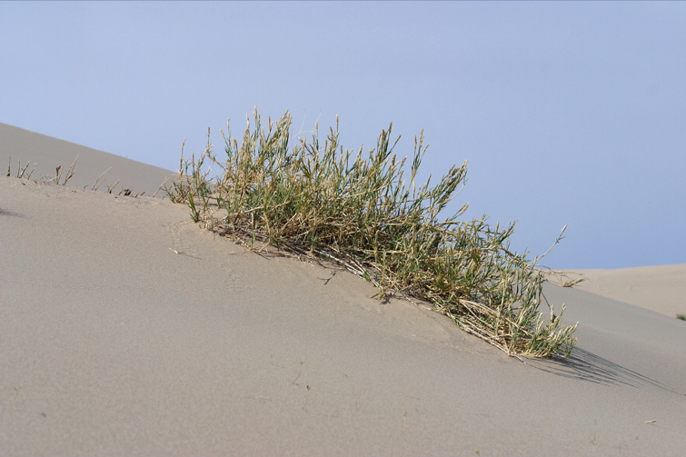 Image of Eureka Dune grass