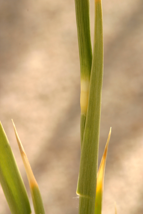 Image of Eureka Dune grass